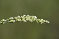 Agrostis continuata