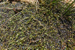 Ranunculus limosella