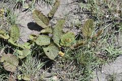 Hermannia transvaalensis