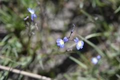 Lobelia erinus