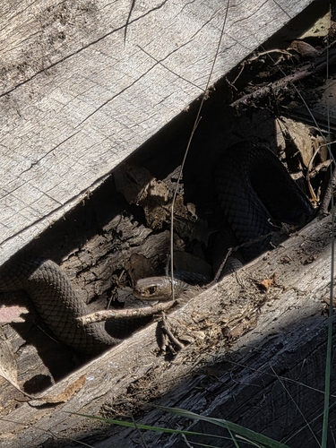Eastern Brown Snake sighting