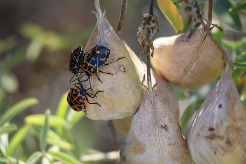 iNaturalist observation photo of Harlequin Bug