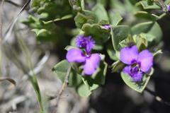 Polygala transvaalensis