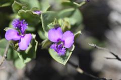 Polygala transvaalensis