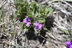Polygala transvaalensis