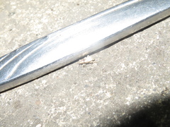 Mitrastethus baridioides