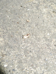 Mitrastethus baridioides