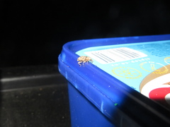 Mitrastethus baridioides