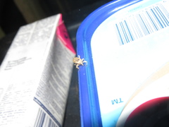 Mitrastethus baridioides