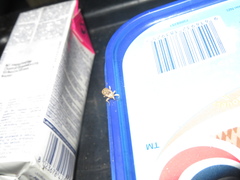 Mitrastethus baridioides