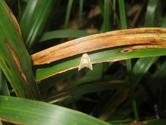 Glaucocharis auriscriptella