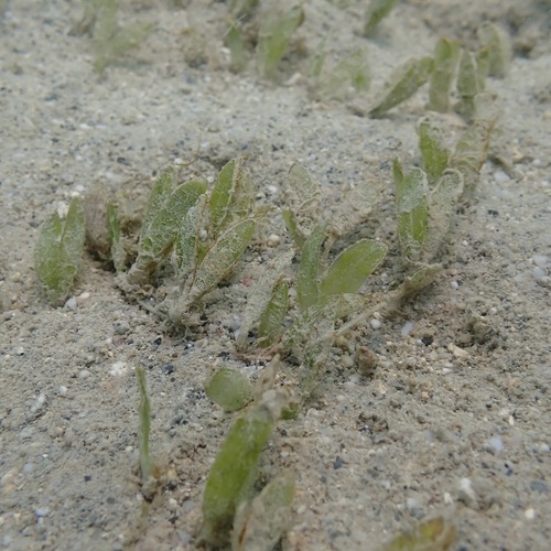 Caribbean Seagrass (Halophila decipiens)