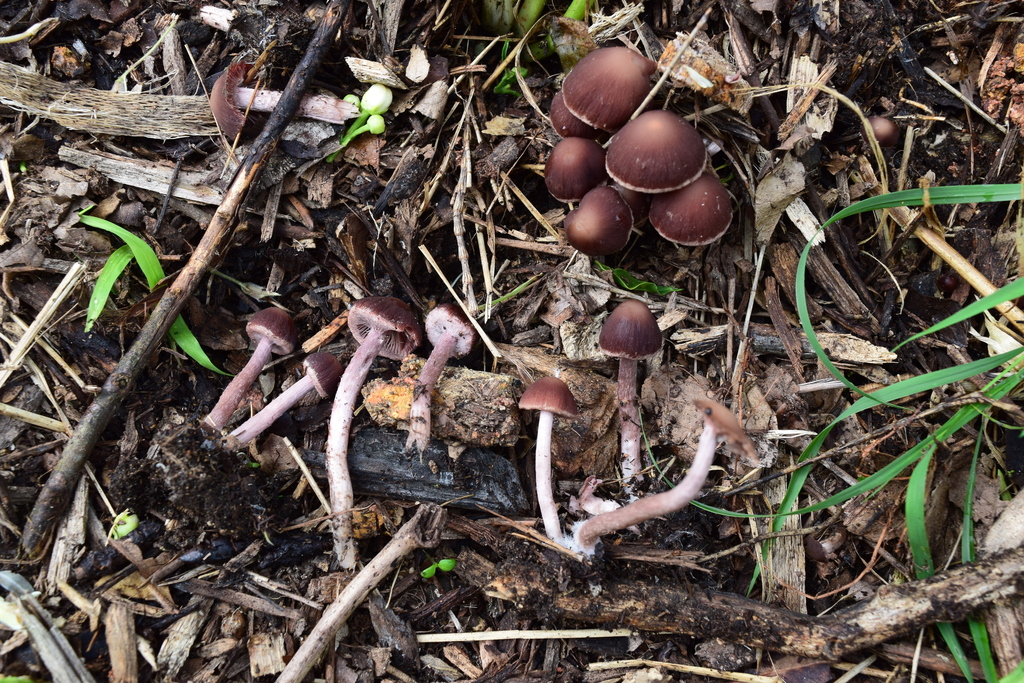 Psathyrella bipellis · October 2025 · photo: © davidwhyte (iNaturalist, cc-by-sa)