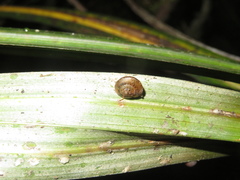 Punctoidea