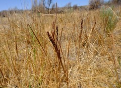 Micranthus cruciatus