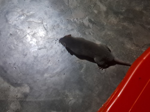 Asian House Shrew