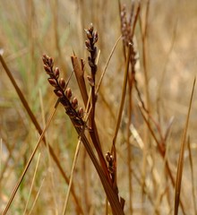 Micranthus cruciatus