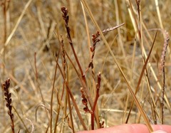 Micranthus cruciatus