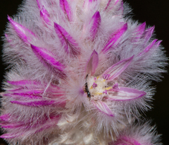 Ptilotus schwartzii