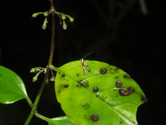 Erechthias chasmatias