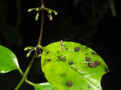 Erechthias chasmatias