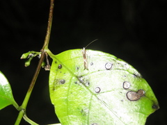 Erechthias chasmatias