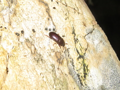 Uloma tenebrionoides