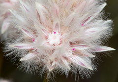 Ptilotus schwartzii