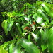 Aidia racemosa - Photo 由 Ian Cowan 所上傳的 (c) Ian Cowan，保留部份權利CC BY-NC