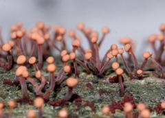 Nectria pseudotrichia