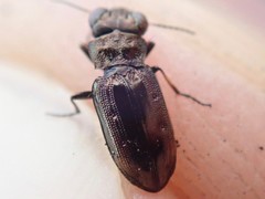 Notiophilus quadripunctatus