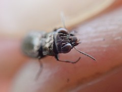 Notiophilus quadripunctatus