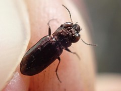 Notiophilus quadripunctatus
