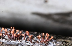 Nectria pseudotrichia