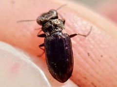 Notiophilus quadripunctatus
