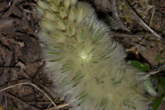 Ptilotus spathulatus
