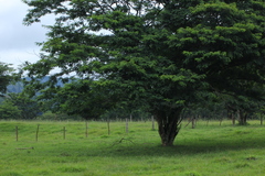 Nectria pseudotrichia