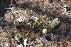 Ptilotus spathulatus