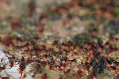 Nectria pseudotrichia