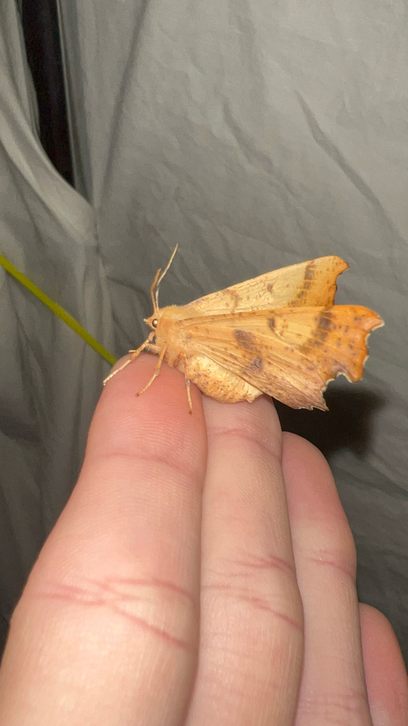 Maple Spanworm Moth