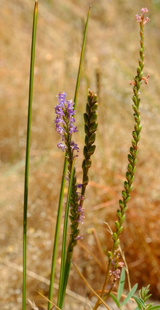 Crossleaf Combflower