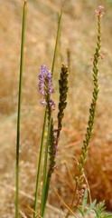 Micranthus cruciatus