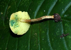 Lepiota trichroma