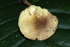 Lepiota trichroma