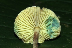 Lepiota trichroma
