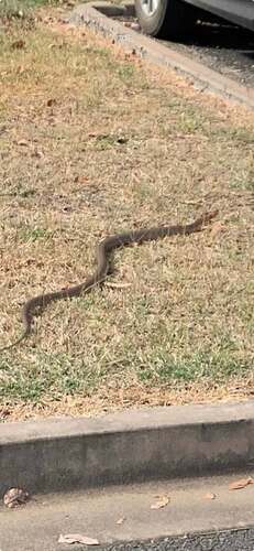 Eastern Brown Snake sighting