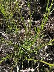 Pseudoselago gracilis