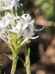 Pseudoselago gracilis