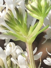 Pseudoselago gracilis