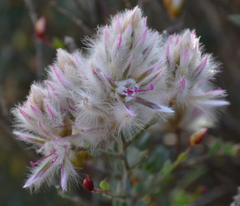 Ptilotus whitei